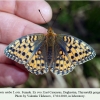 argynnis niobe tleyserukh female1